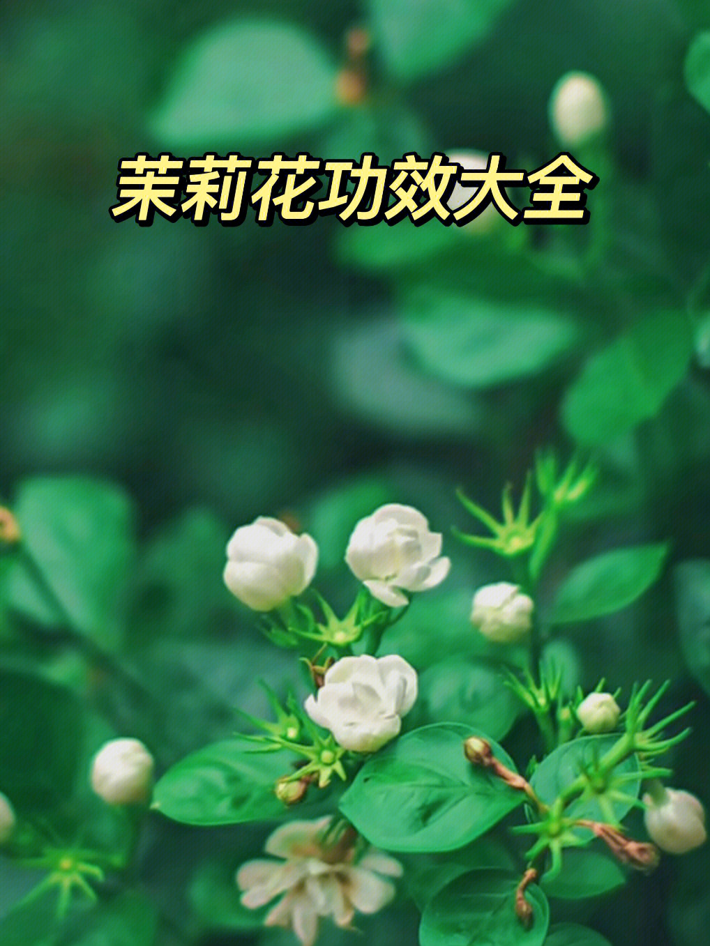 好一朵美丽的茉莉花功效大全