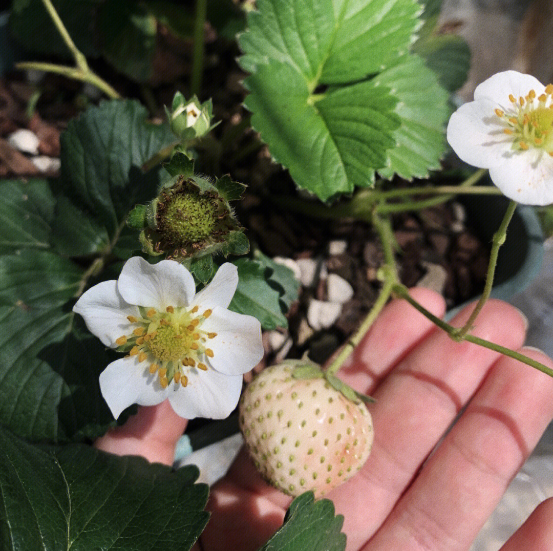 夏季才是最适合家庭种草莓季节