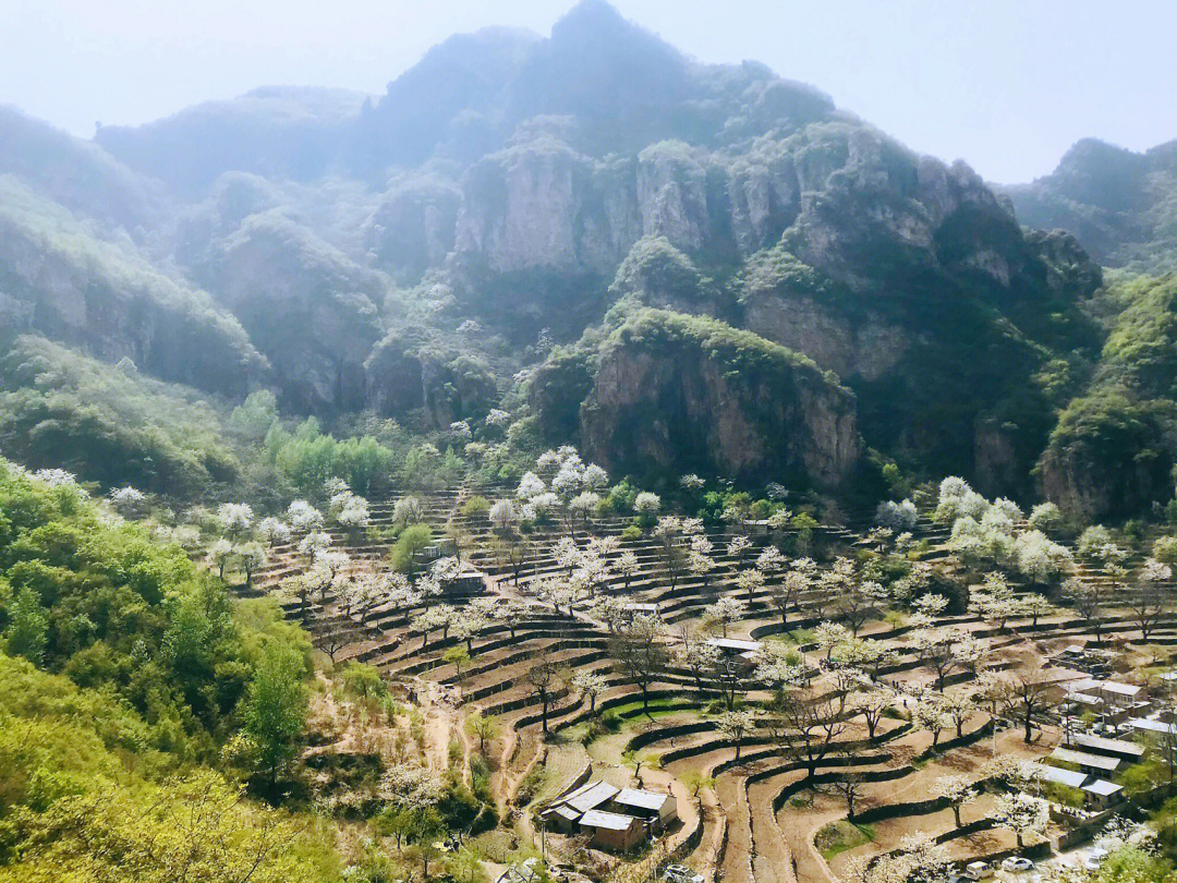 北京房山大滩村千余株百年梨树花开时很美