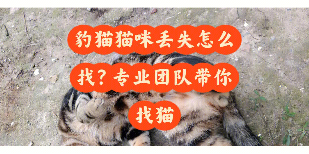 上海找猫团队上海寻猫团队找猫团队