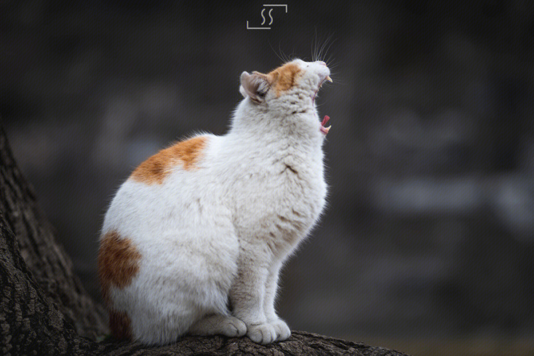 故宫猫 鳌拜图片