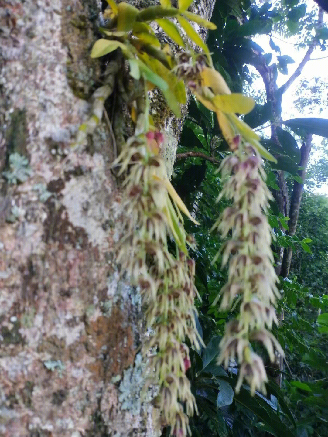 珍虫石斛又被称为梳唇石斛,属于兰科草本植物,原产于海南和云南南部