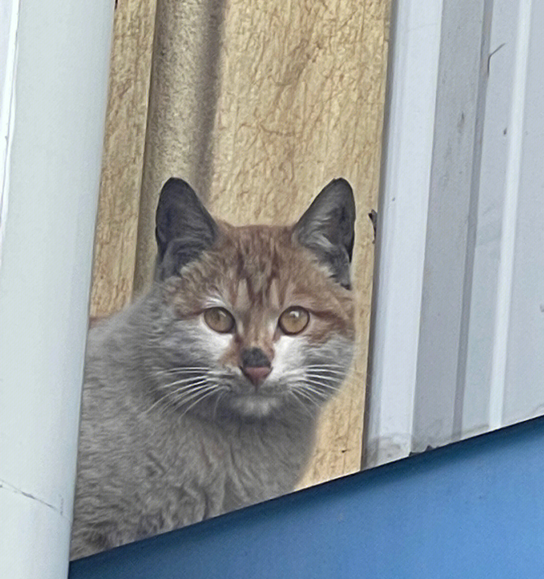 黑鼻子小猫咪