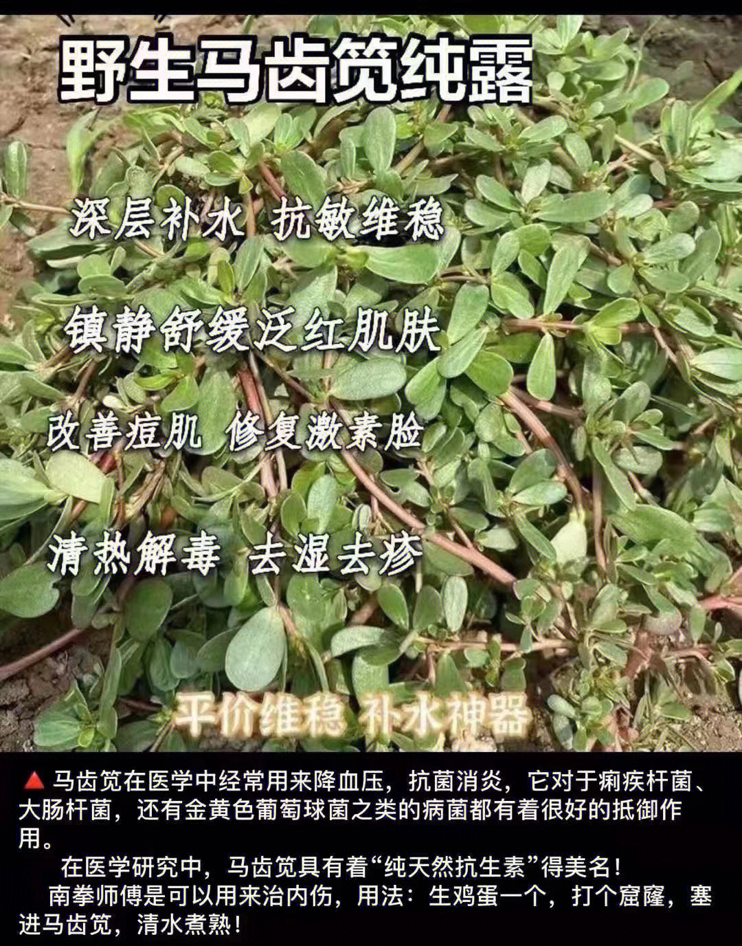 马玲菜功效作用图片图片