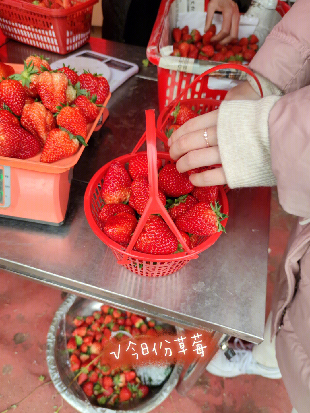 青白江摘草莓