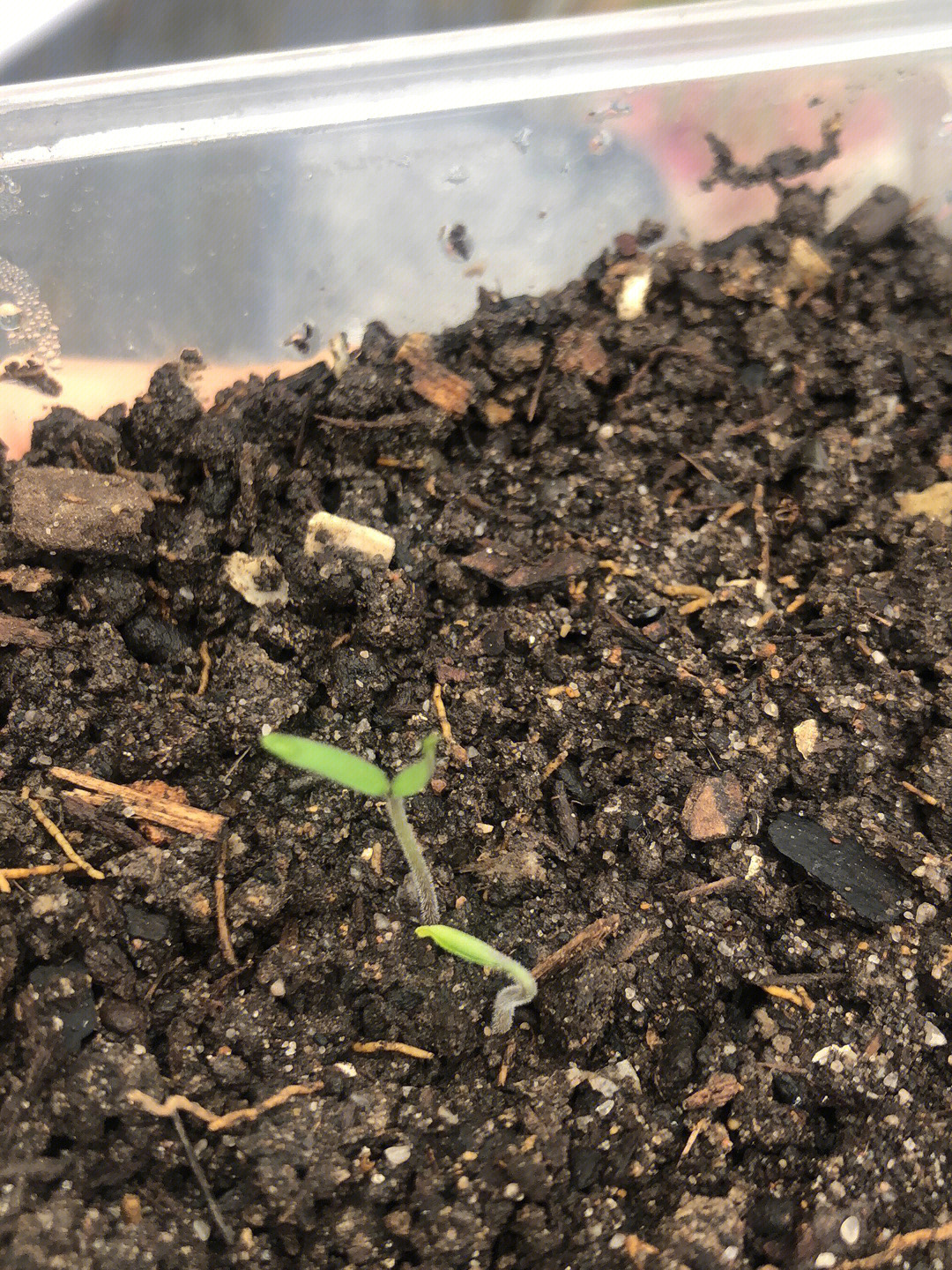 人生第一次对种植这么感兴趣,真不容易话说我的自制辣椒籽都没发芽