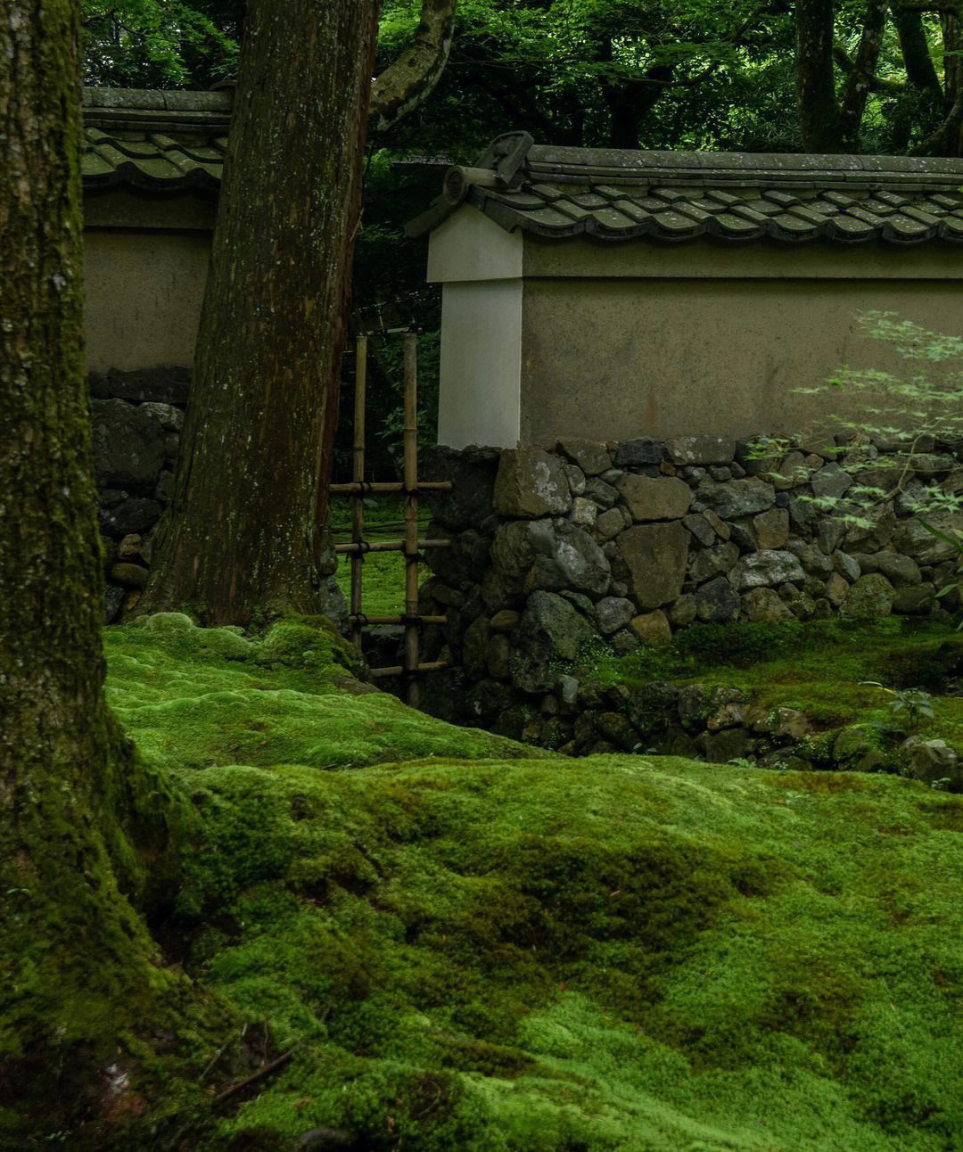 日本西芳寺图片