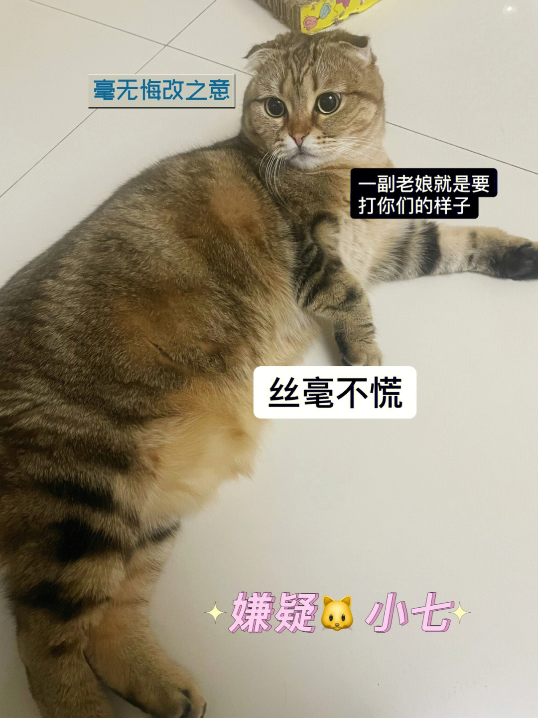 猫剪胡子老鼠为什么笑图片