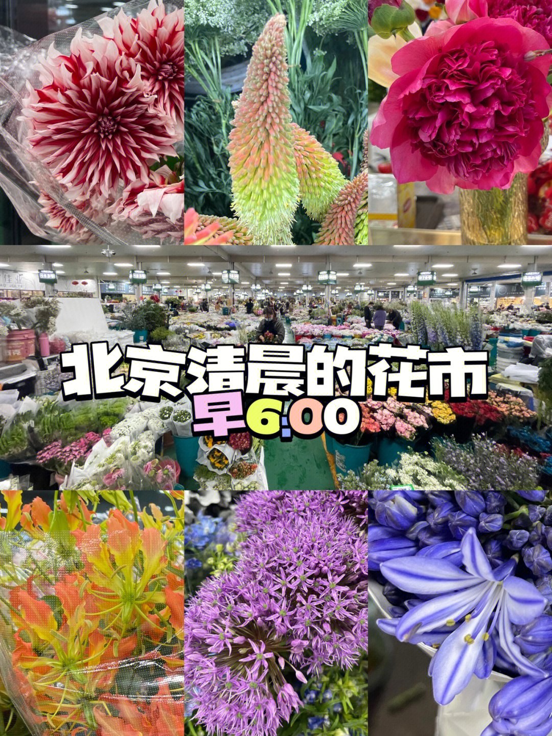 北京74600花市花材分享