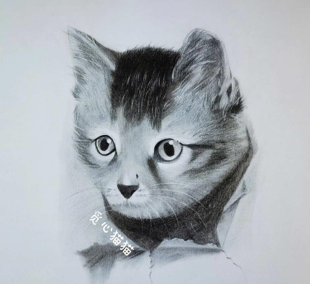 素描动物猫咪