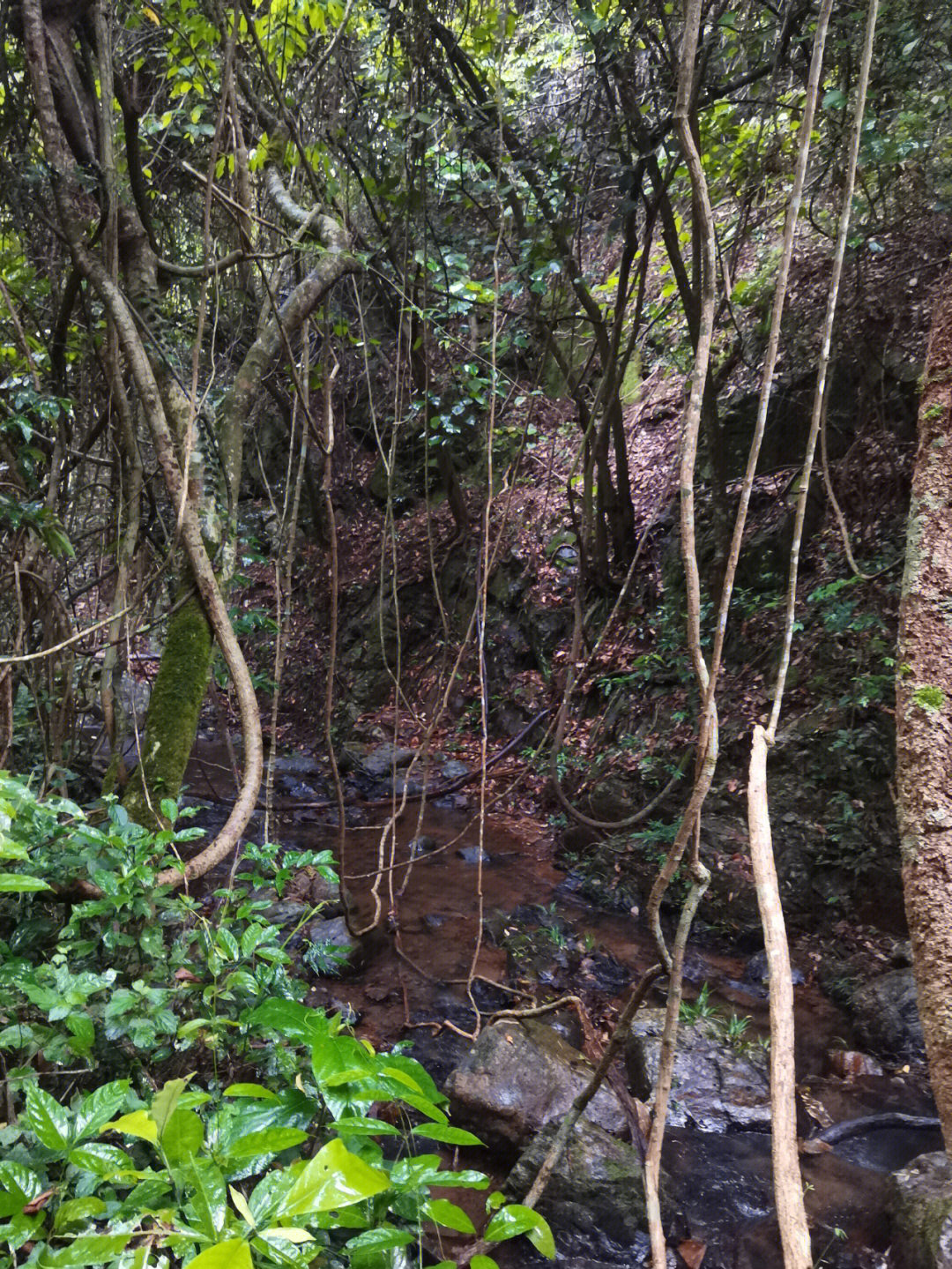 缅甸寡妇村图片