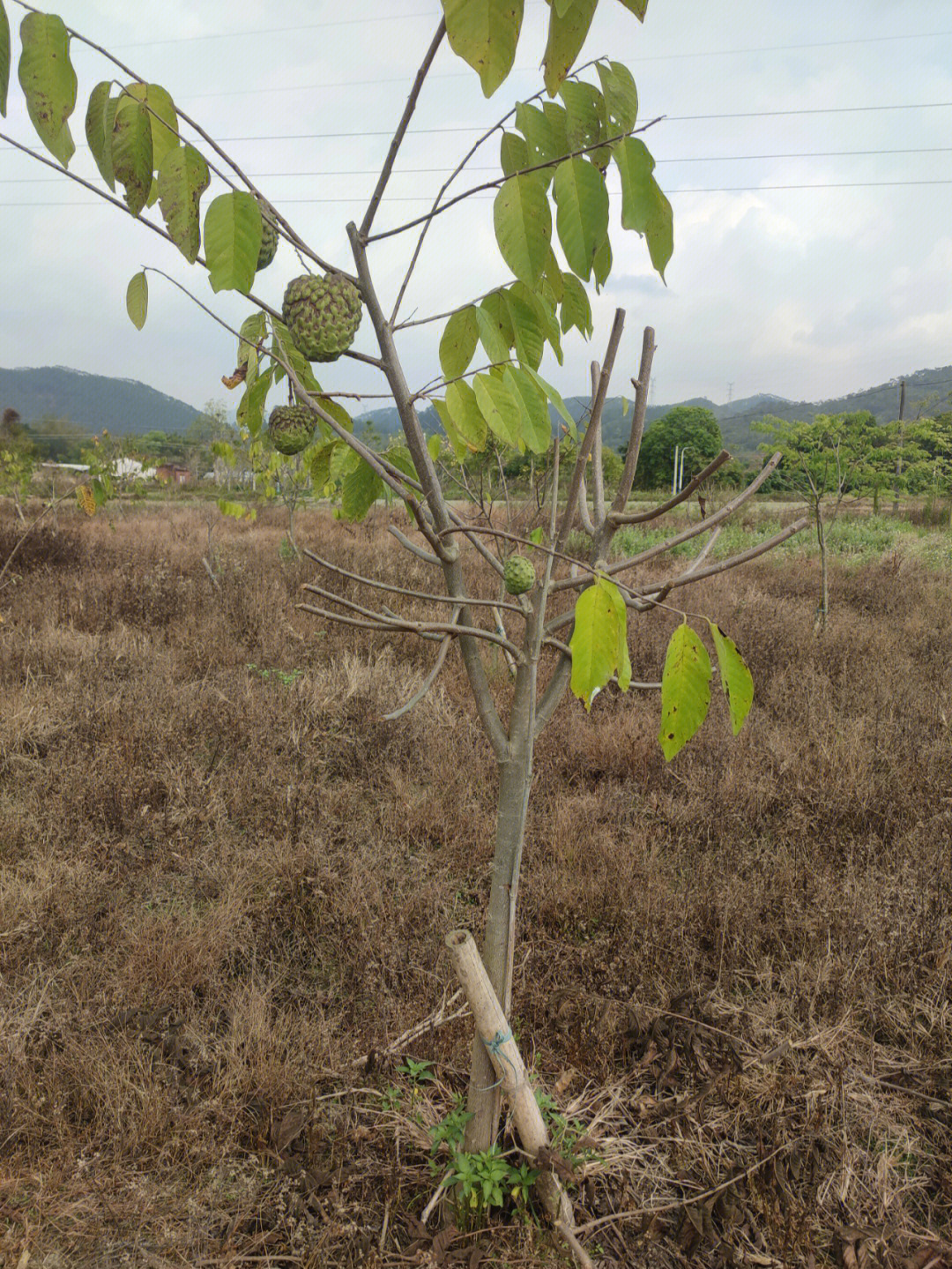 释迦果树 种植方法图片