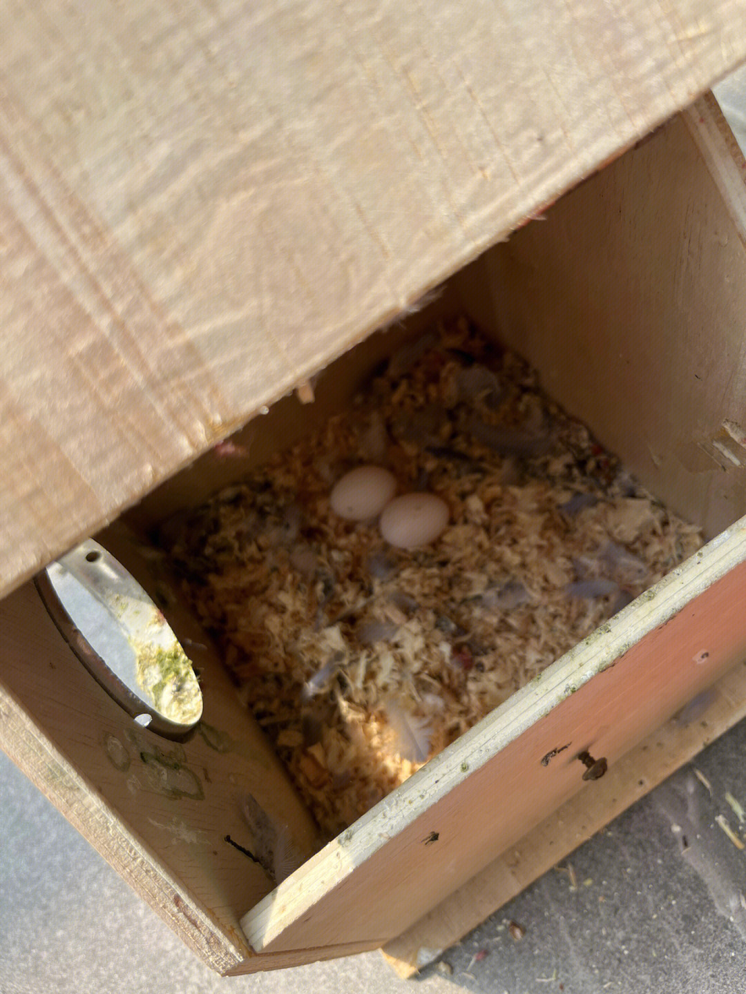 孵化鹦鹉蛋天数变化图图片