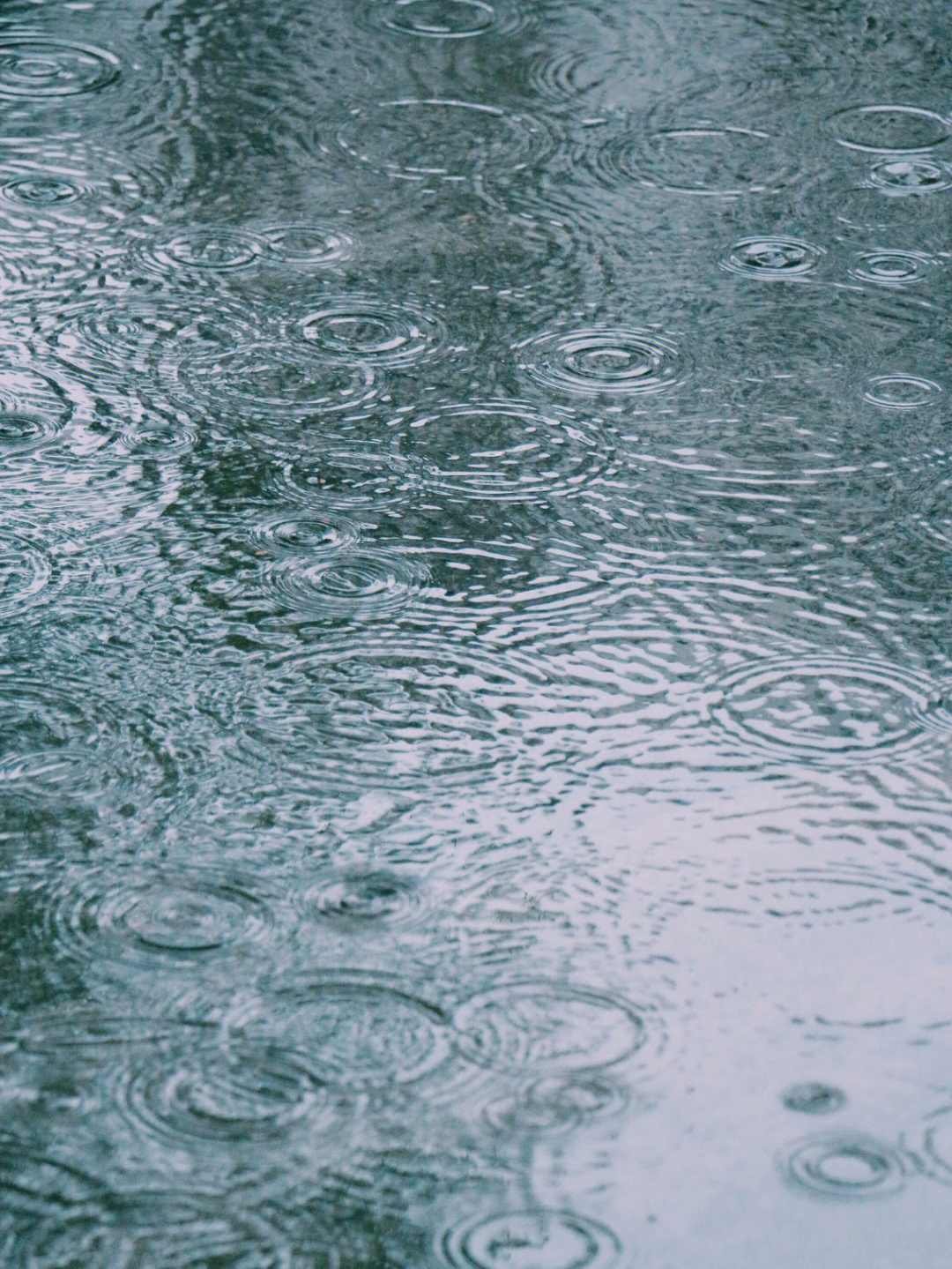 雨中波密图片