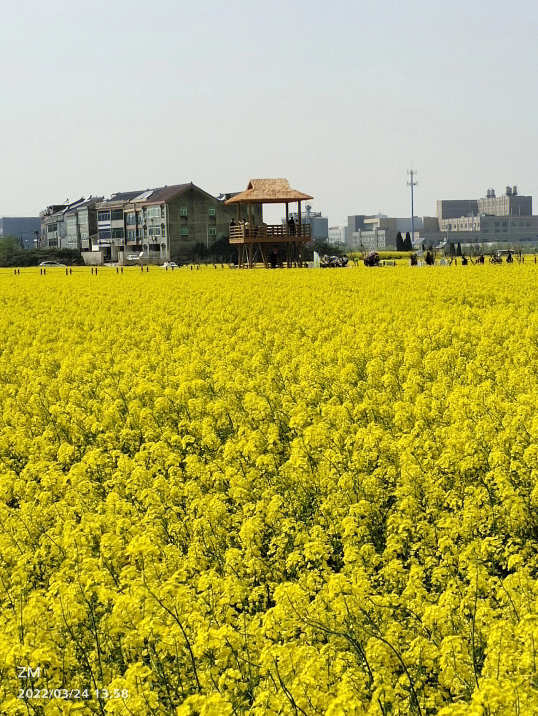 油菜花