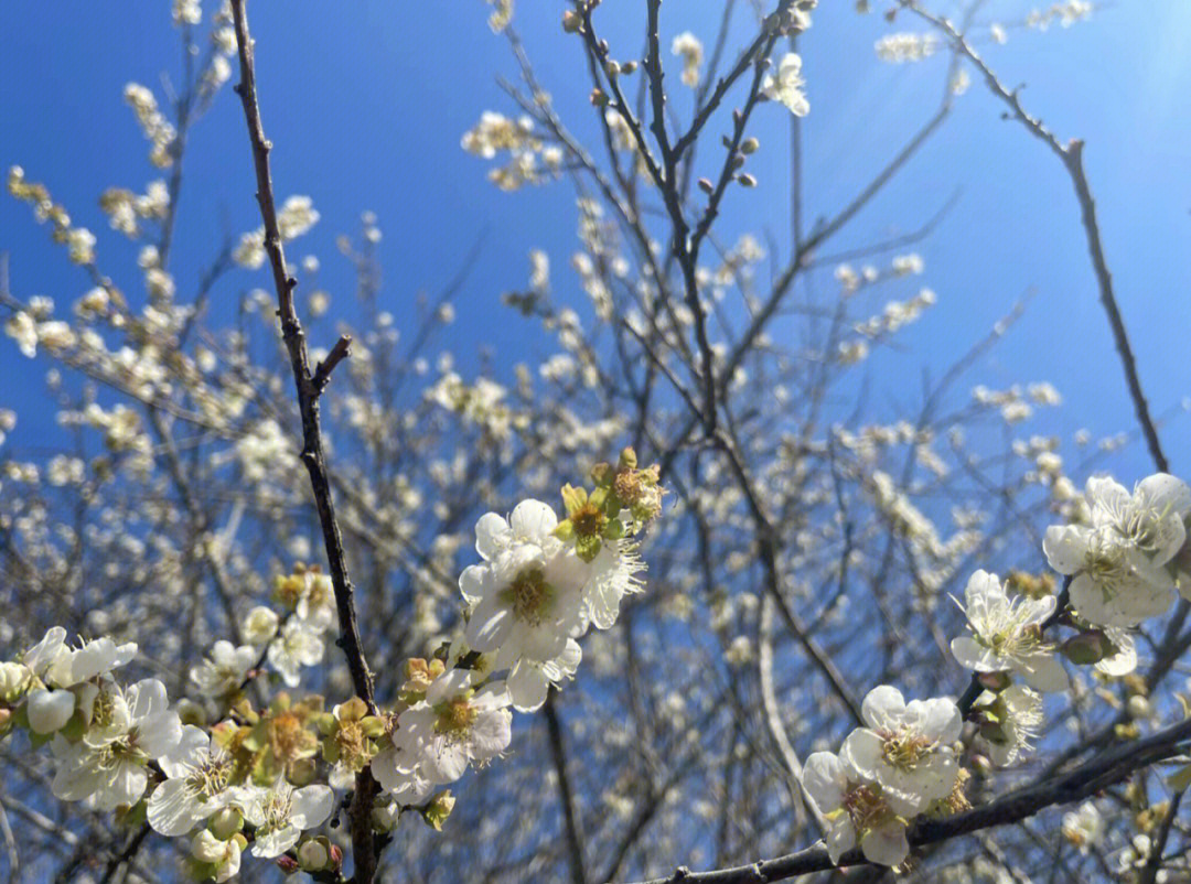 林浦诗山园小梅图片