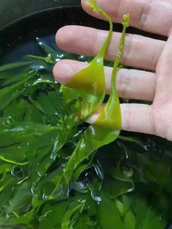 海花酸菜图片