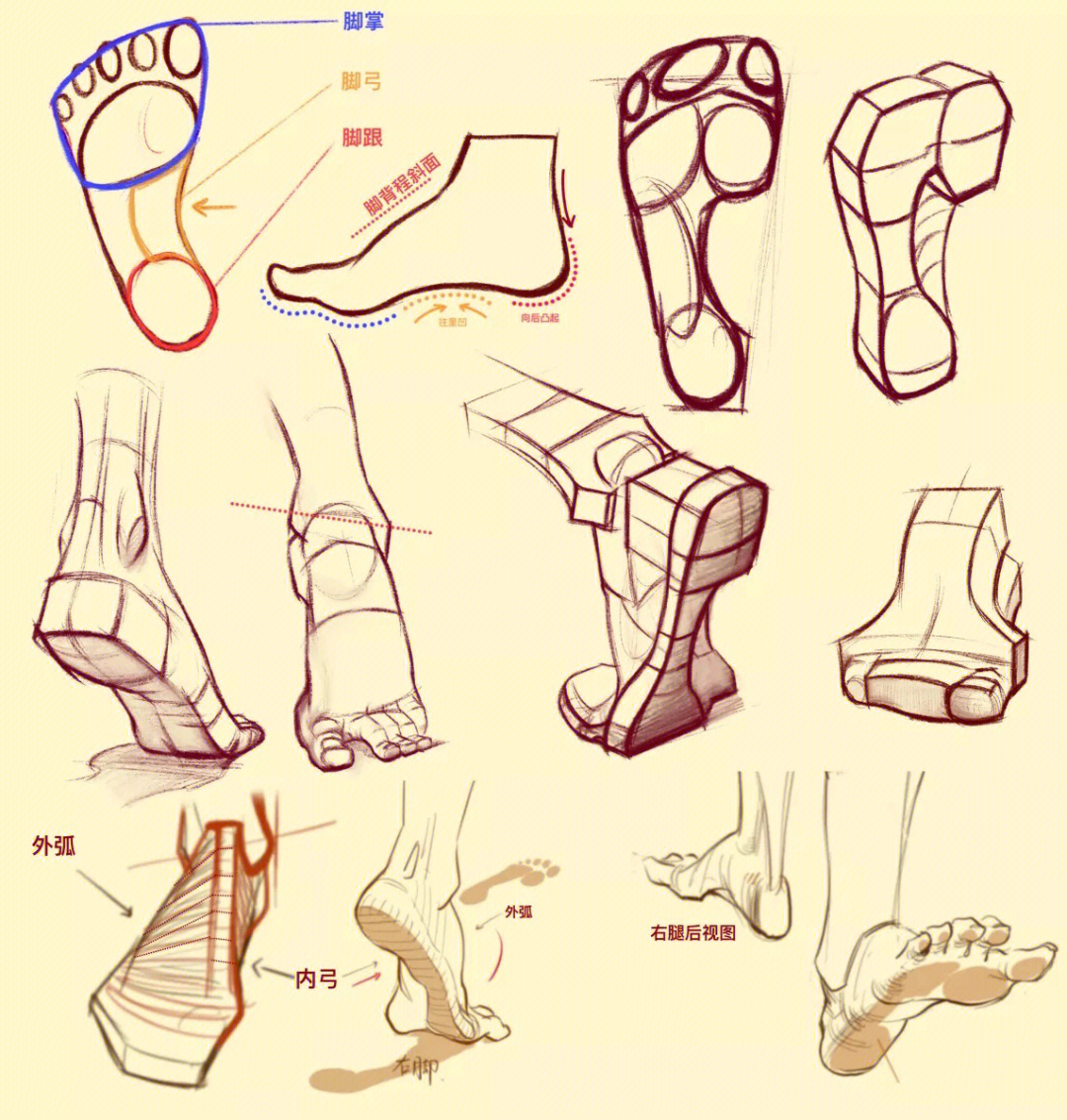右脚的结构图图片