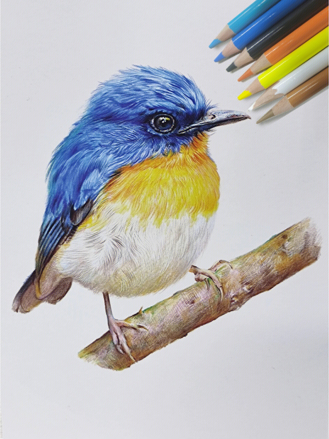 彩铅画动物小鸟绘画过程图