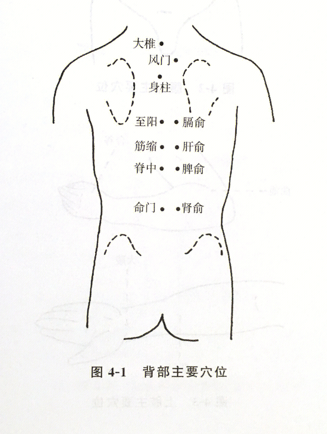 肝俞准确位置图和作用图片