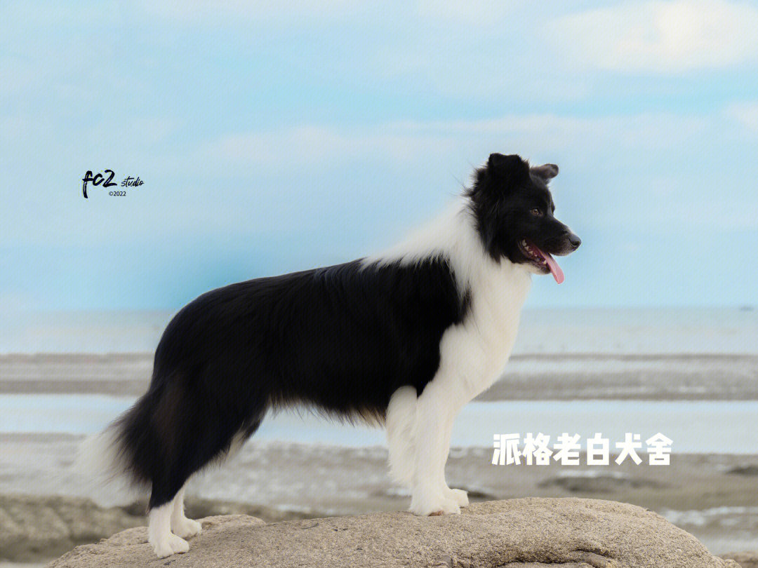 边牧中的高富帅