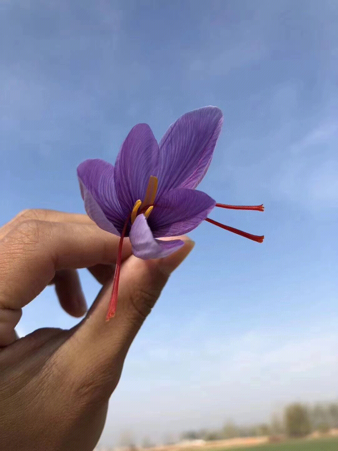 伊朗藏红花