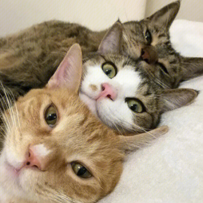 沙雕猫头像三人图片