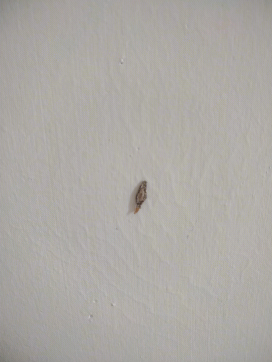 墙潮湿发霉小虫叫什么图片