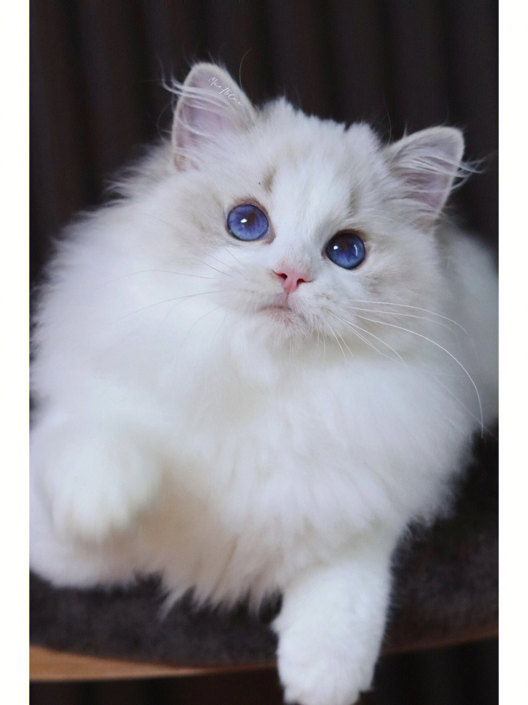 布偶猫宛若天仙的多尼