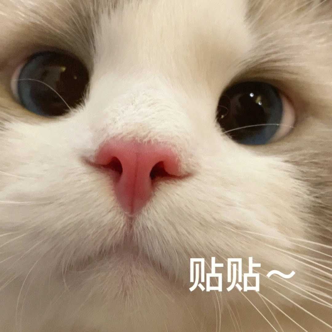 lol猫咪流汗表情包图片