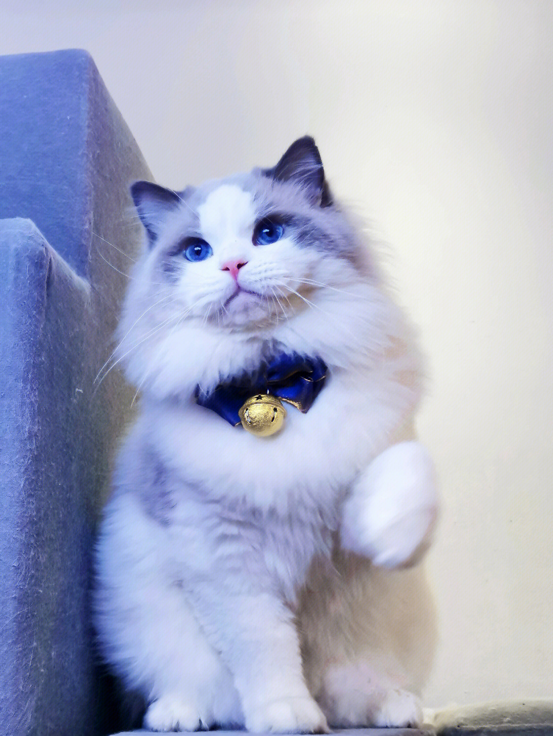 蓝色的猫是什么品种图片