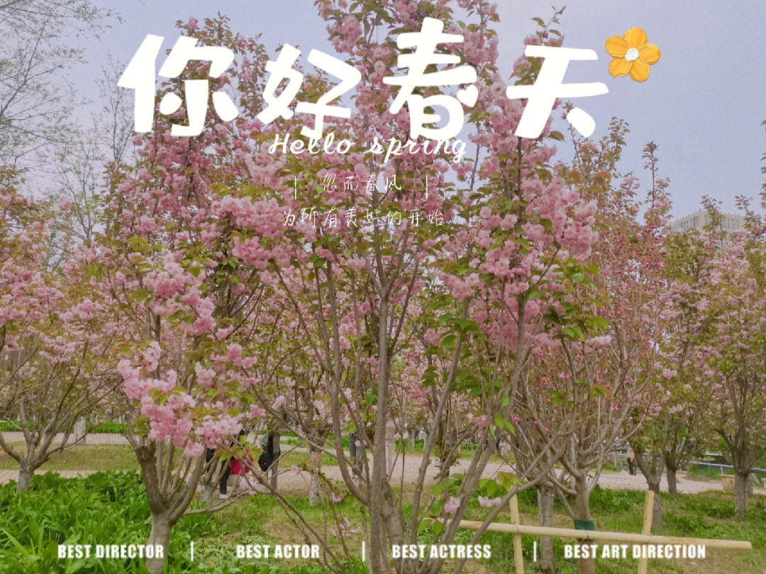 沈阳国际樱花节地址图片