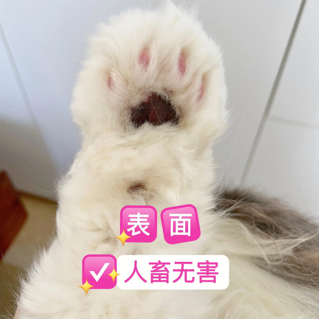 刚刚被猫爪刺了滋儿一下