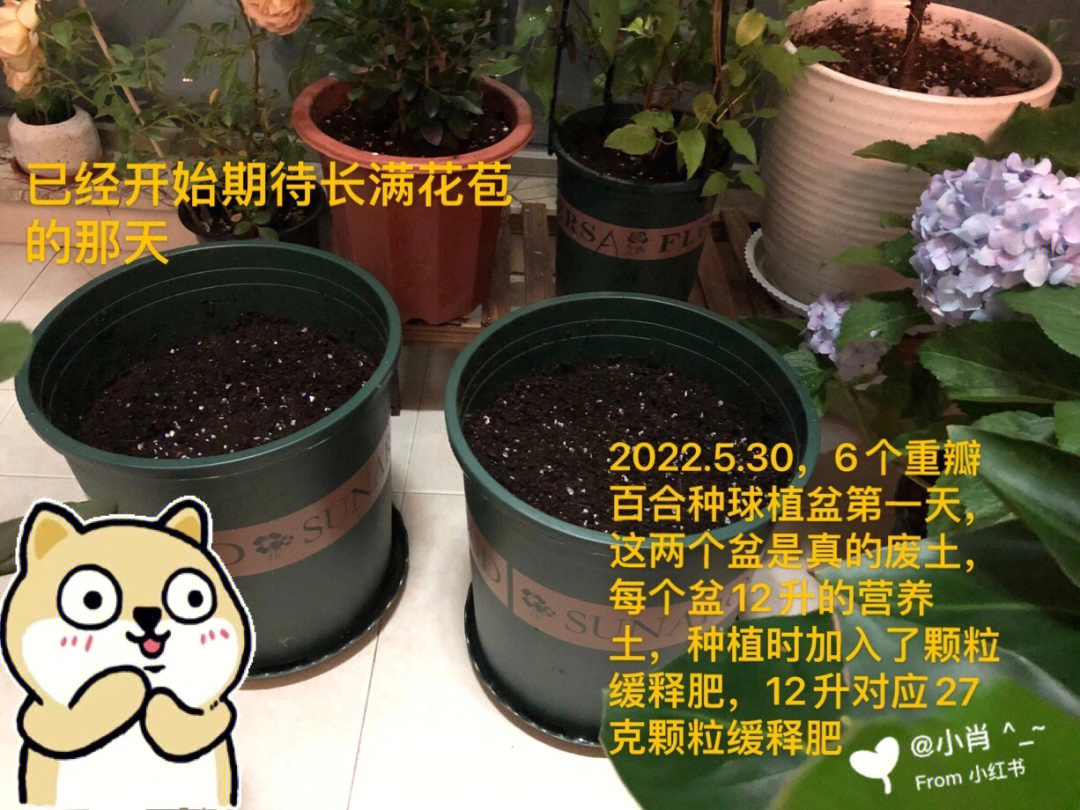 园艺小肖的百合花种植记录