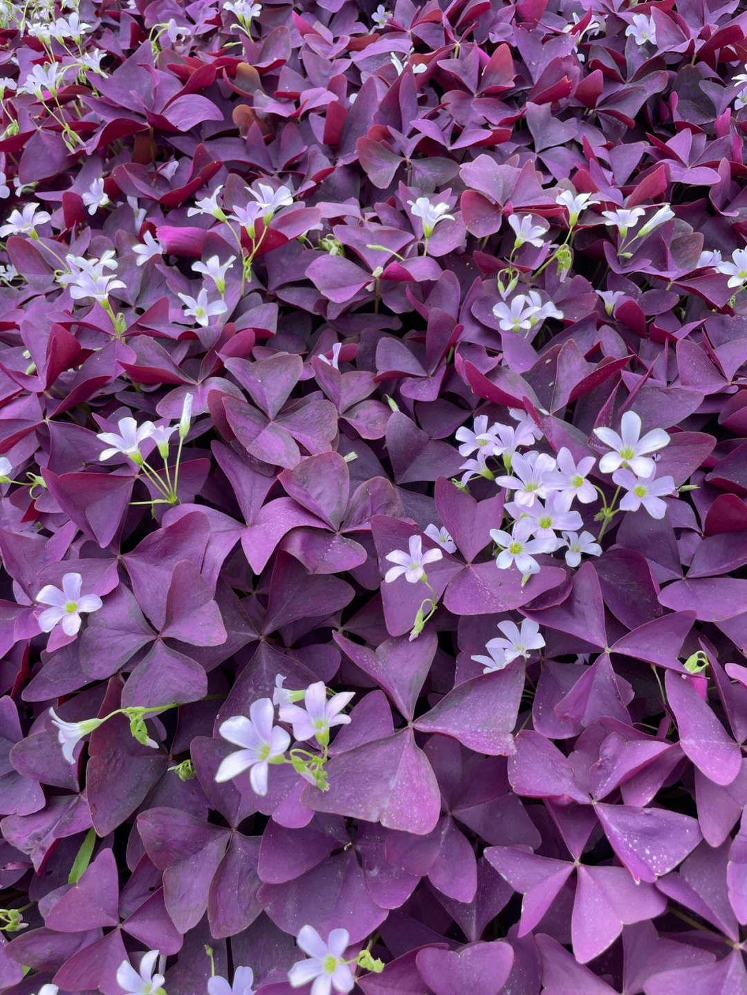 紫叶酢浆草结果图片