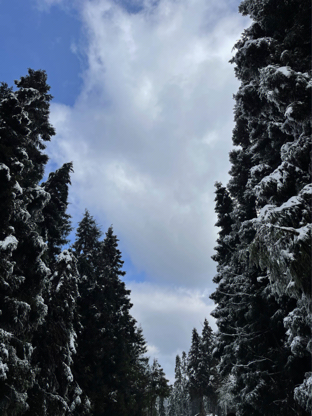 雪景2022数字图片图片