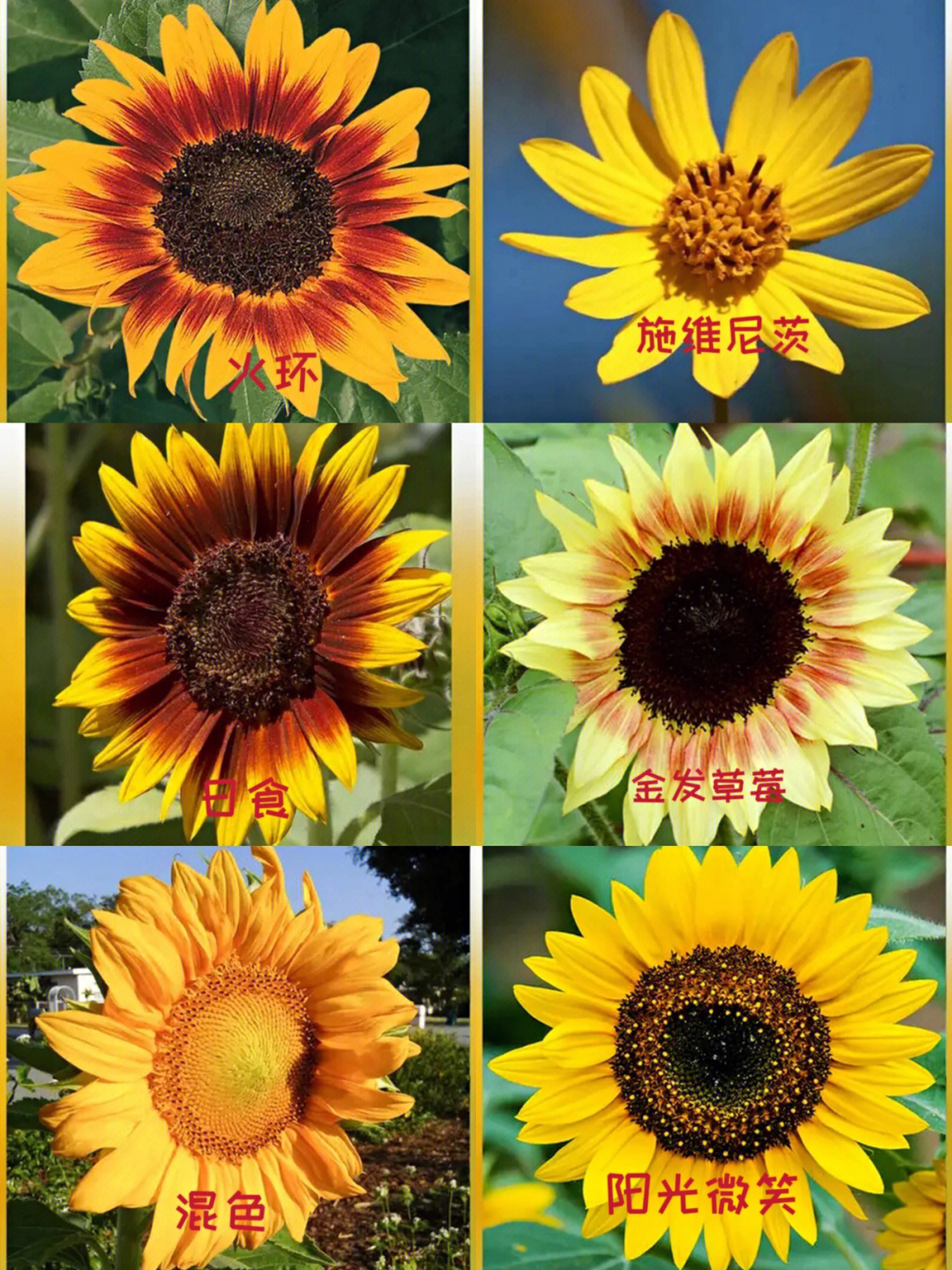 太阳花品种大集合图片