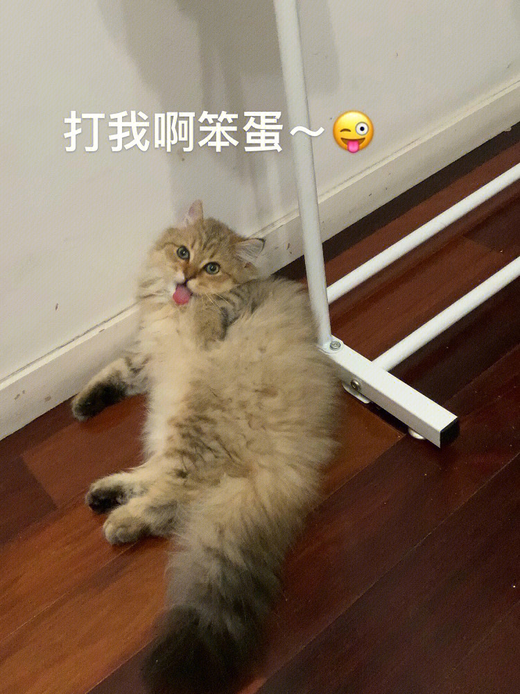 猫被打手表情包图片