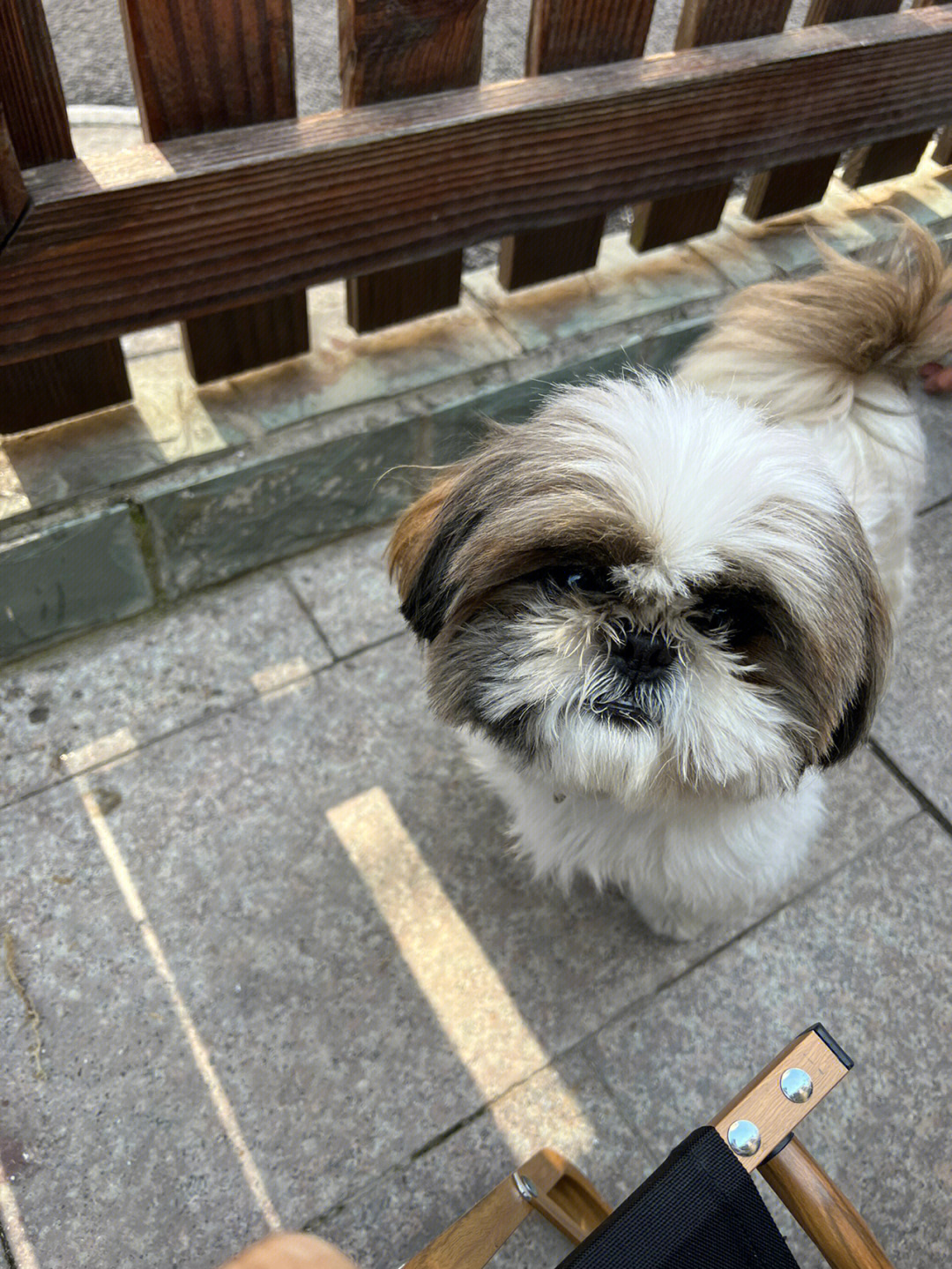 西施犬图片及价格图片