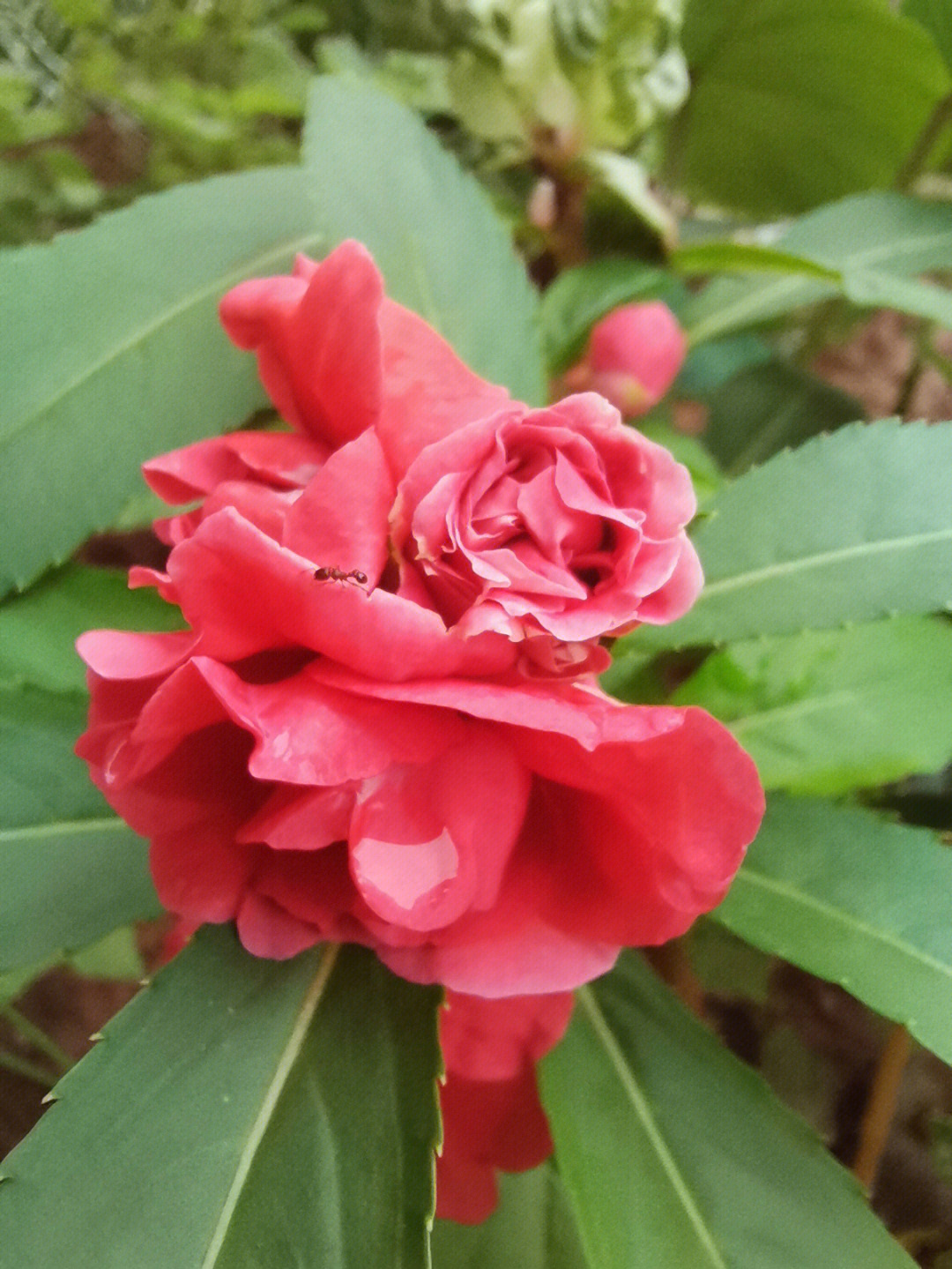 田野科普这是指甲草