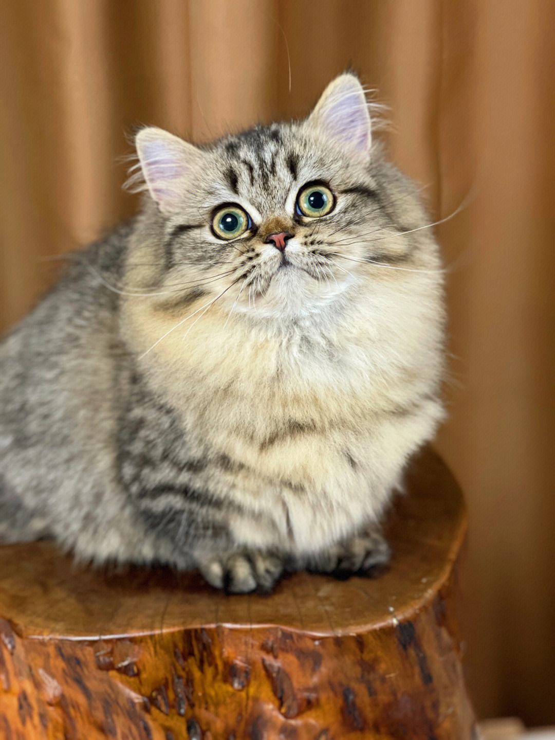虎斑拿破仑猫成年图片图片