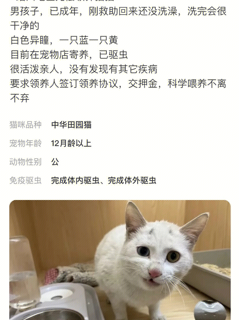 绍兴流浪猫收容中心图片