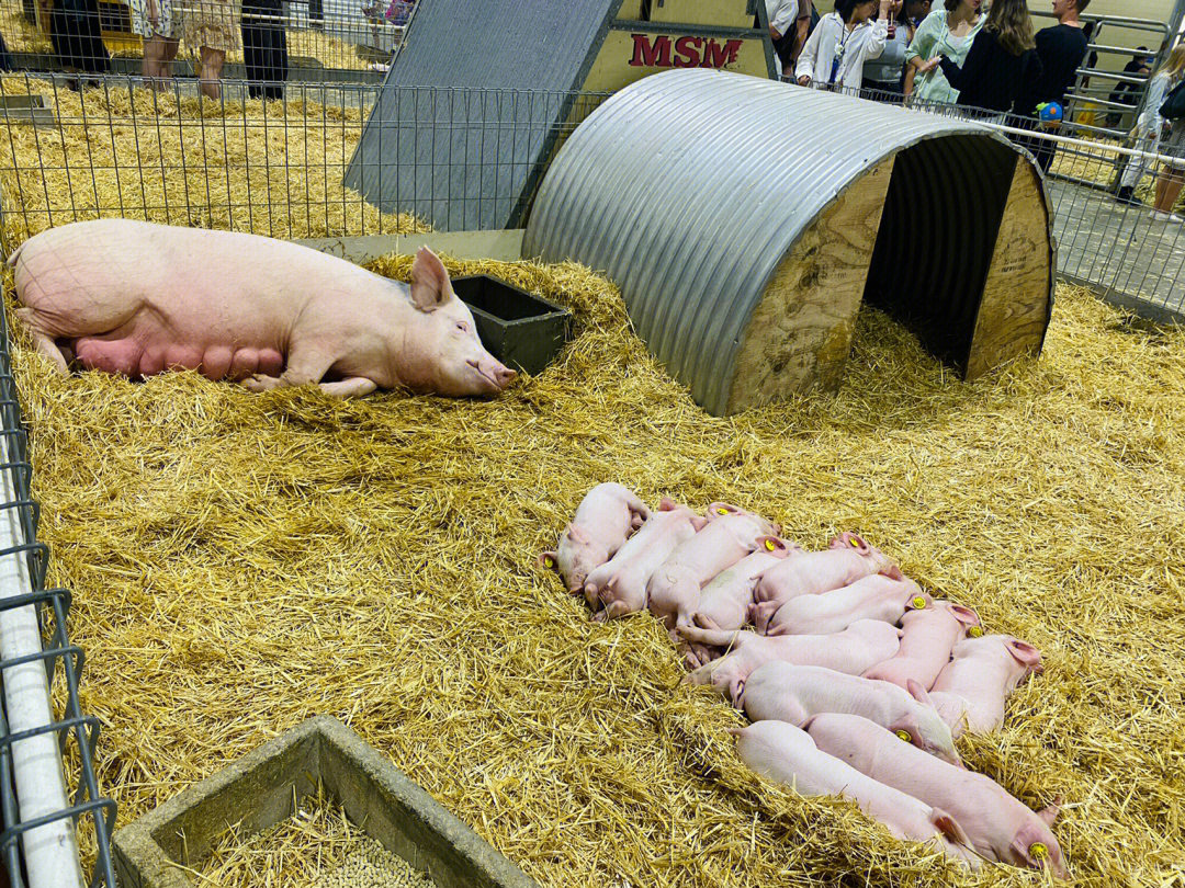 母猪的产后护理表情包图片