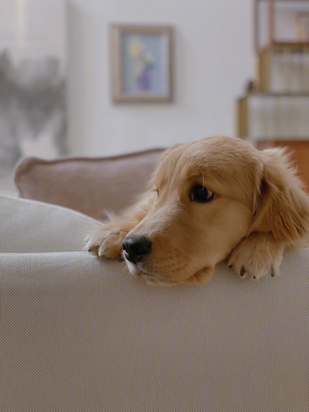 呆巴巴的黄狗,可能对自己体型有误解,酷爱藏在沙发垫子里 