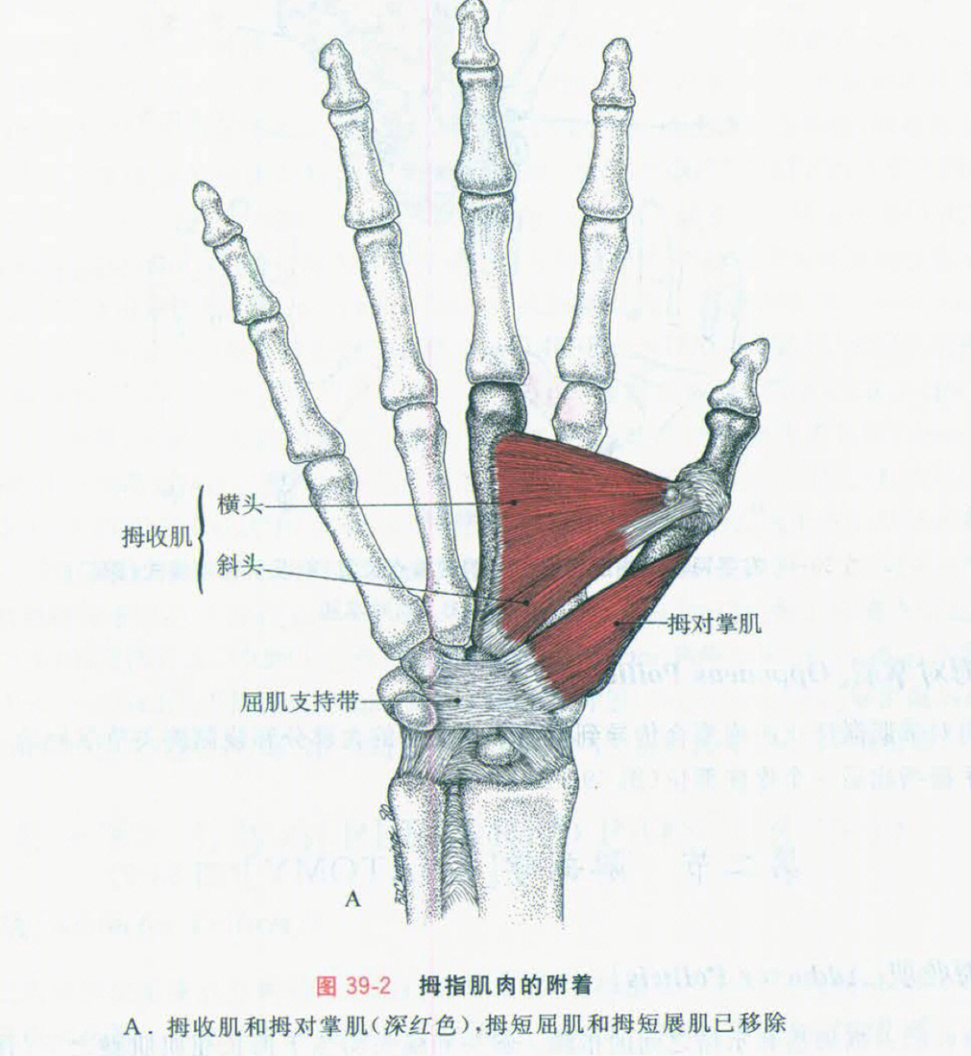 影响到手部的对掌,抓握,握力,写字,臂线整体功能等都有影响图3解剖:拇