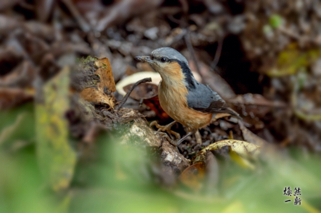 白尾䴓在《中国鸟类野外手册》编号835(英文名:white-tailed nuthatch