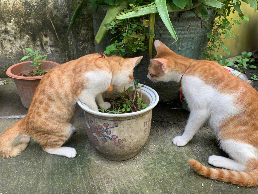 中华田园猫橘猫