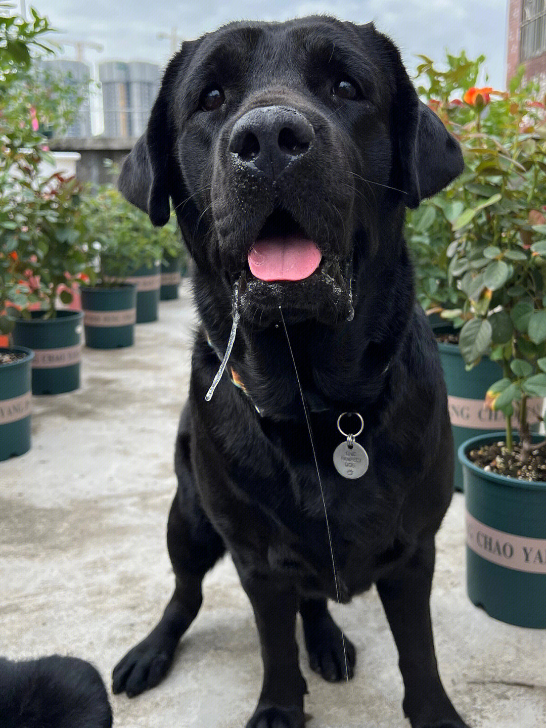 黑色拉布拉多犬的缺点图片