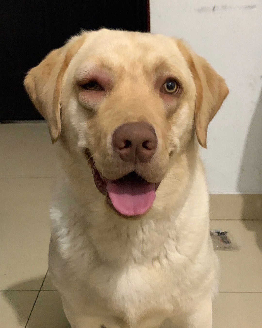 晚上到家  发现狗狗眼睛被蚊子叮肿了  又心疼又好笑哈哈哈哈哈09