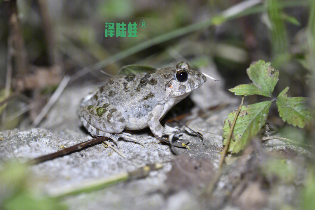 夜间生物泽陆蛙